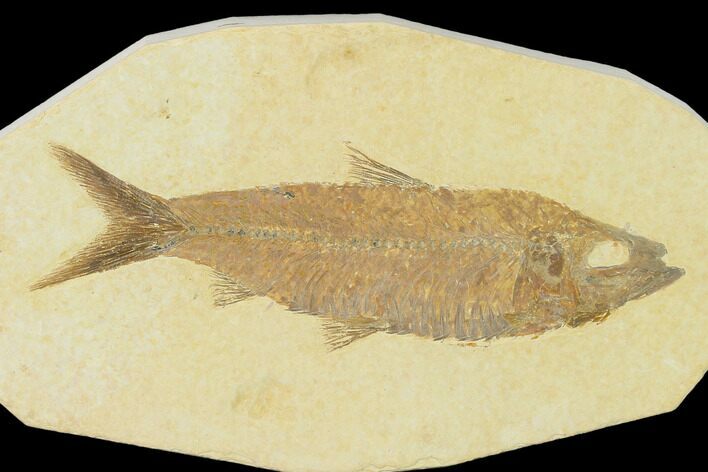 Detailed Fossil Fish (Knightia) - Wyoming #137965